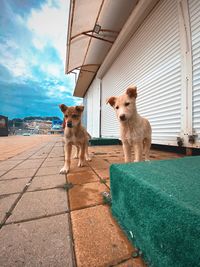 View of a dog against the sky