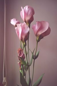 Close-up of pink flowering plant