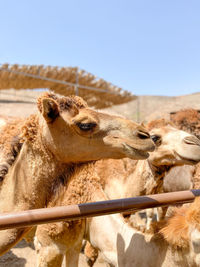 Camels in desert against clear sky