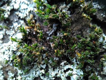 Close-up of moss growing on tree trunk