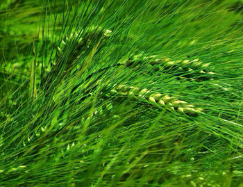 Close-up of crops growing on field