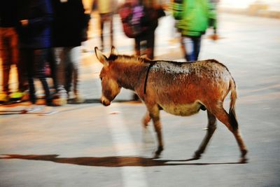 Full length of donkey on street