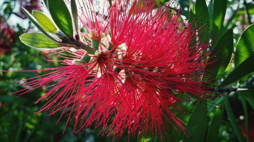 Close-up of red flowers