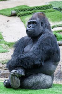 Gorilla sitting on grass in zoo