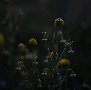 Dark flowers 