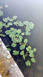 High angle view of leaves floating on water