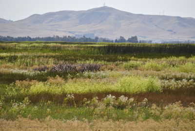 Scenic view of field against mountains