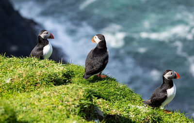 High angle view of puffin perching on grass