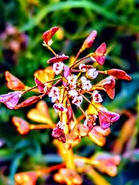 Close-up of insect on red flowering plant