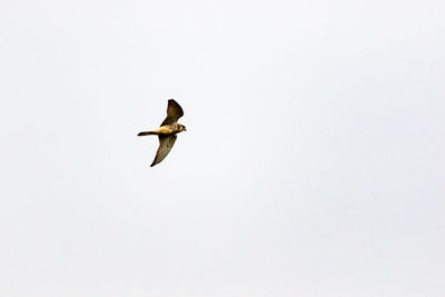 Bird flying against clear sky