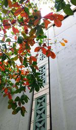 Low angle view of leaves