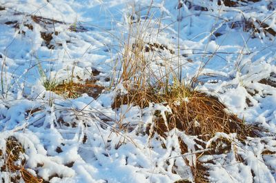 Snow covered plants on land