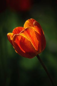 Close-up of orange rose flower