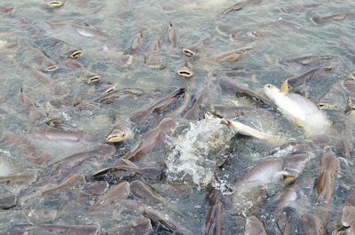 High angle view of fish in sea