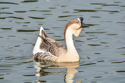 Duck swimming in lake