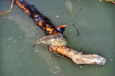 High angle view of fish in lake