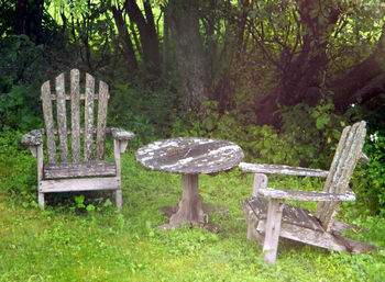 View of trees in forest