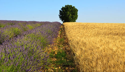 Scenic view of lavender field against blue sky