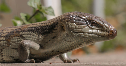 Close-up side view of lizard