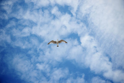 Directly below shot of seagull flying against sky