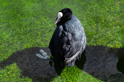 Bird perching on grass