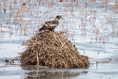 Stack of logs on snow covered landscape