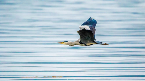 Bird flying over lake