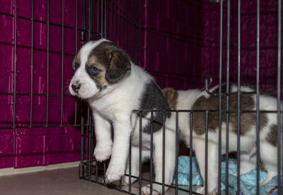 A cute 3 week old beagle puppy behind a fence playing with a mans hand