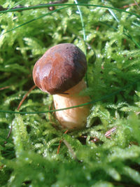 Close-up of mushroom growing on tree trunk