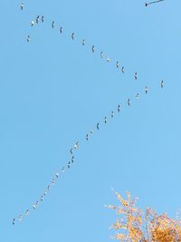 Low angle view of birds flying in sky