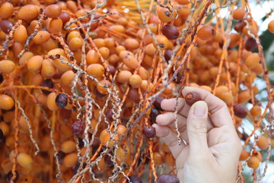 Cropped image of hand plucking dates