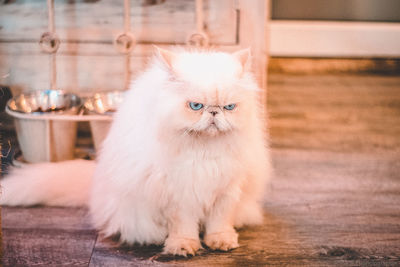 Portrait of white cat