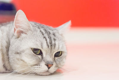 Close-up portrait of tabby cat