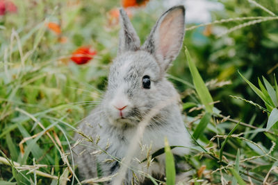 Cute rabbit photos on the meadow