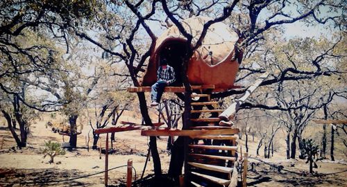 Bare trees against sky
