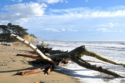 Dead tree on beach against sky