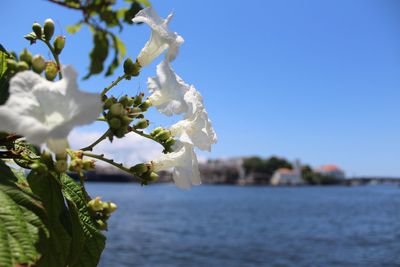 Close-up of white cherry blossoms against clear sky