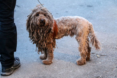Low section of dog on wet shore