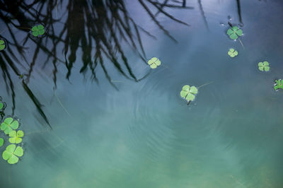 High angle view of turtle swimming in sea