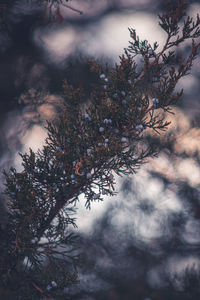 Close-up of pine tree during winter