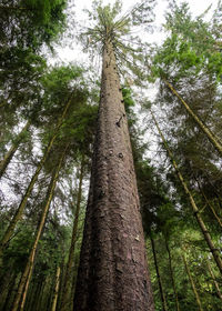 Low angle view of bamboo trees in forest