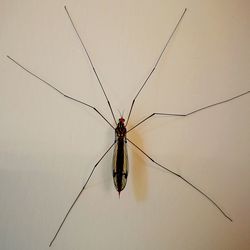 Close-up of spider on wall