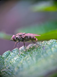 Close-up of insect on flower