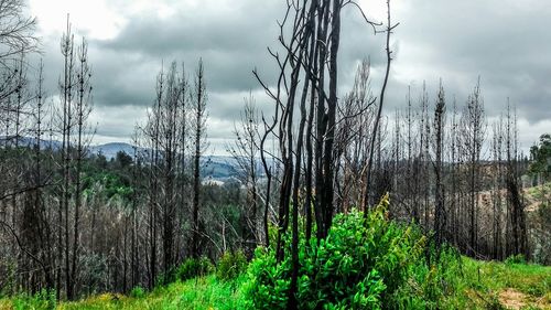 Scenic view of forest against sky