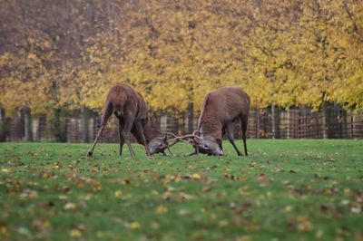 Horses in a field