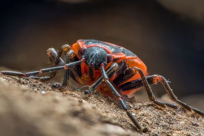 Close-up of insect on rock