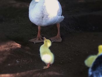 High angle view of bird in water