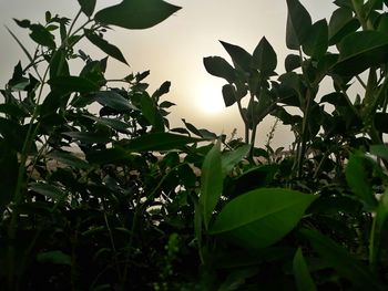 Low angle view of plant against sky