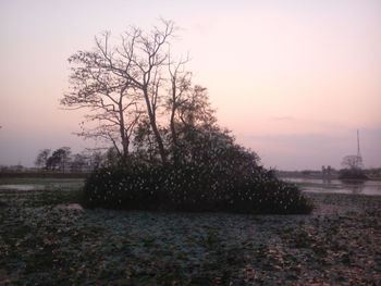 Trees on landscape against sky during sunset