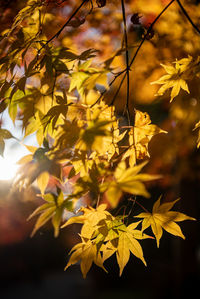 Close-up of yellow leaves against blurred background